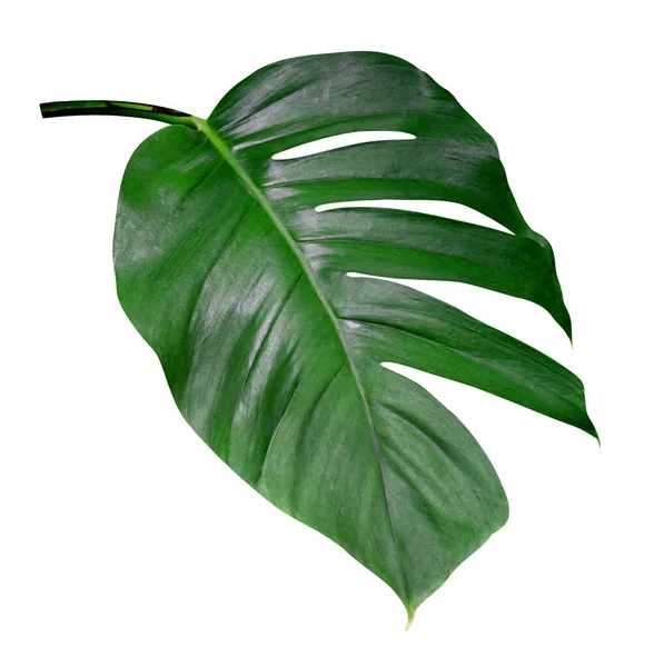 Modèle Feuilles Vertes Feuille Monstera Isolé Sur Fond Blanc Inclure — Photo