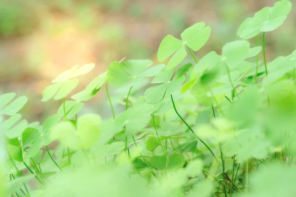 自然コンセプト シャムロックまたはウォータークローバー植物に緑の葉を閉じます — ストック写真