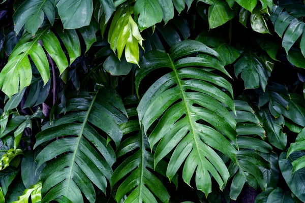 Grüne Blätter Muster Blatt Monstera Wald Für Die Natur Hintergrund — Stockfoto