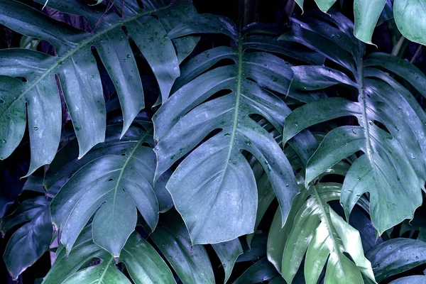 Green Leaves Pattern Leaf Monstera Forest Nature Background — Stock Photo, Image