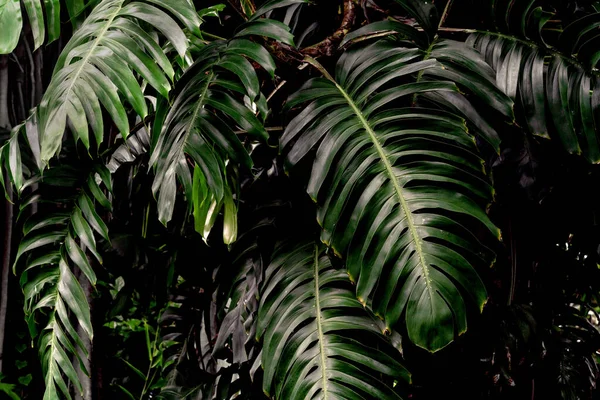 Зеленые Листья Узор Листовой Монстр Лесу Природного Фона — стоковое фото