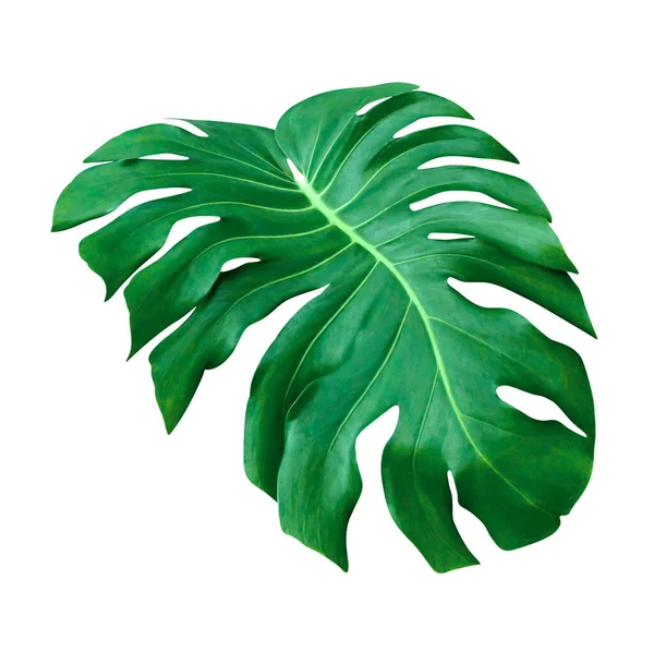 Gröna Blad Mönster Blad Monstera Isolerad Vit Bakgrund — Stockfoto