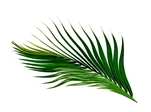 Groene Bladeren Patroon Blad Palmboom Geïsoleerd Witte Achtergrond — Stockfoto