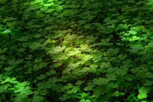 Крупный План Зеленые Листья Фоне Размытия Концепция Природы Трилистник Водяной — стоковое фото
