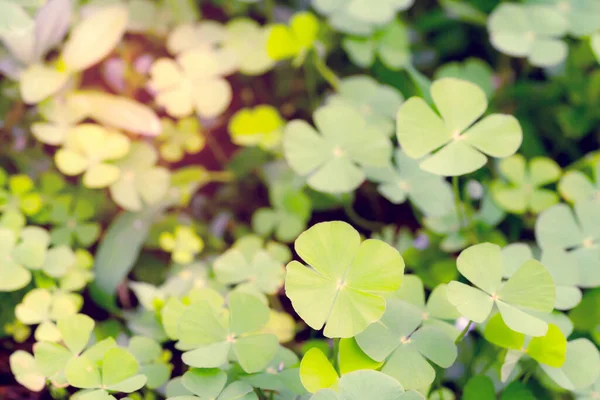 Closeup Green Leaves Blur Background Nature Concept Shamrock Water Clover — Stock Photo, Image