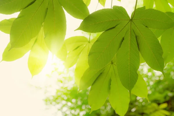 Візерунок Зеленого Листя Концепції Літнього Або Весняного Сезону Лист Текстурою — стокове фото