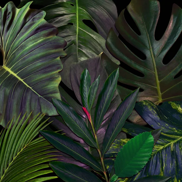 Modèle Feuilles Vertes Pour Concept Nature Feuille Tropicale Fond Texturé — Photo