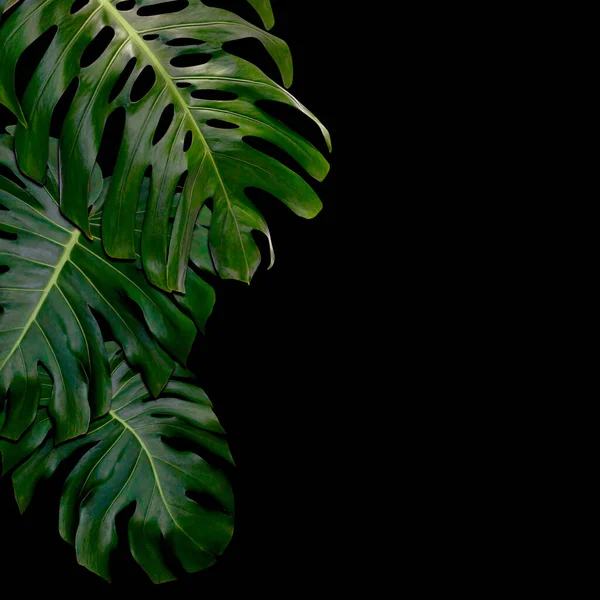 緑の葉のパターンのための自然概念 熱帯の葉の質感の背景 — ストック写真