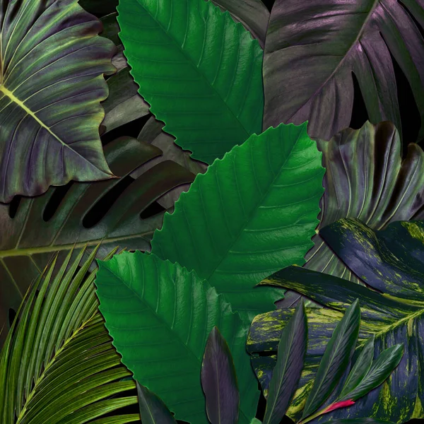 Modèle Feuilles Vertes Pour Concept Nature Feuille Tropicale Fond Texturé — Photo