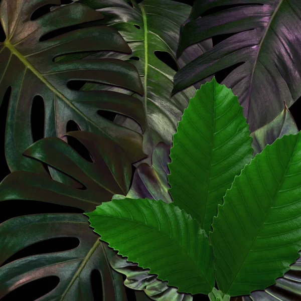 绿叶模式为自然概念 热带叶纹理背景 — 图库照片