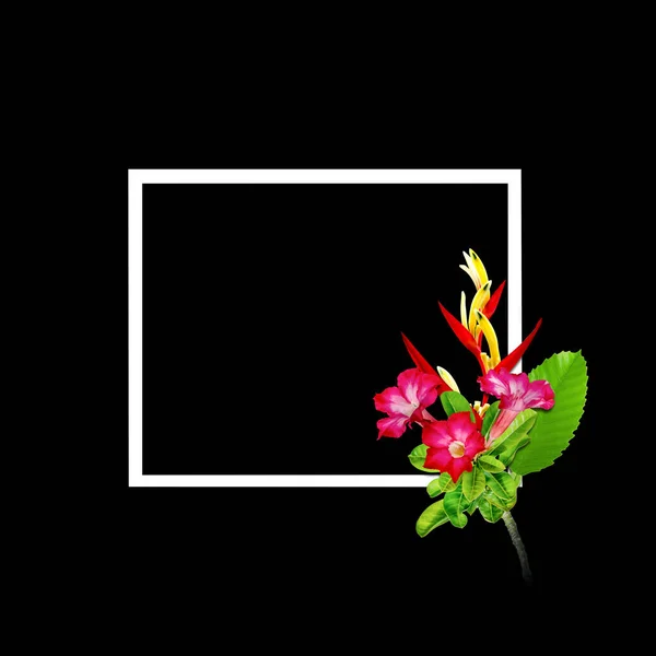 Flores Rojas Con Marco Blanco Para Fondo Concepto Naturaleza Heliconia — Foto de Stock