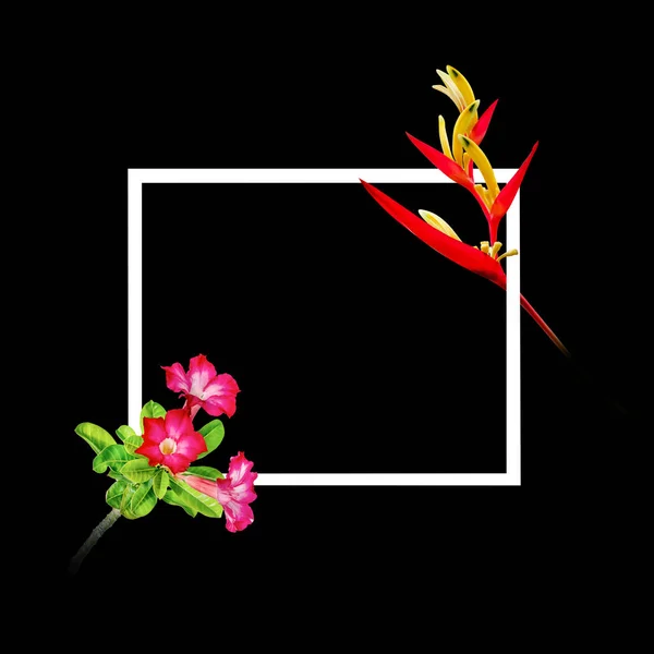 Red flowers with white frame for nature concept background,Tropical heliconia psittacorum,Desert Rose