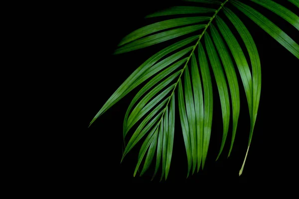 Modèle Feuilles Vertes Palmier Feuilles Dans Forêt — Photo