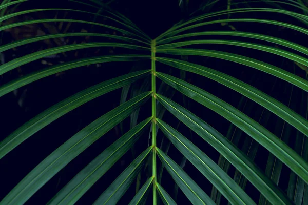 绿叶花纹 森林里的叶子棕榈树 — 图库照片