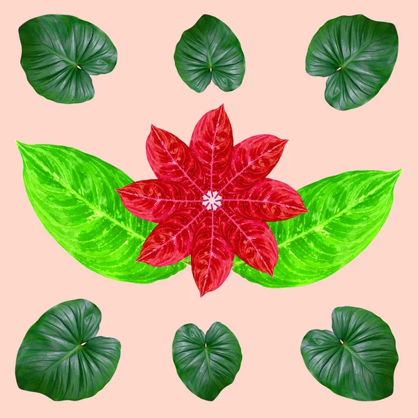 Зеленые Листья Рисунок Концепции Природы Тропический Лист Розовом Фоне — стоковое фото