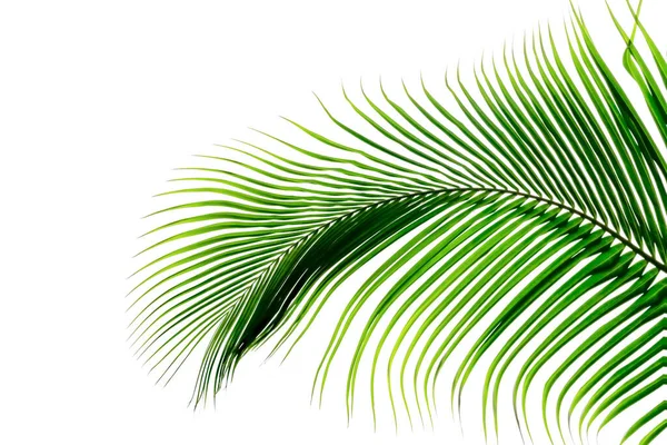 Yeşil Yapraklar Beyaz Arkaplanda Izole Edilmiş Yaprak Palmiyesi — Stok fotoğraf