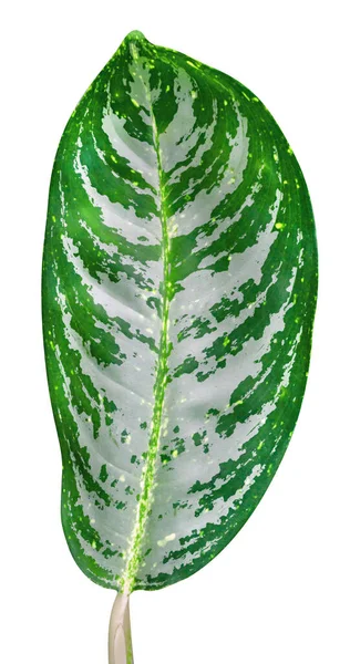Grüne Blätter Muster Isoliert Auf Weißem Hintergrund Gehören Clipping Pfad — Stockfoto