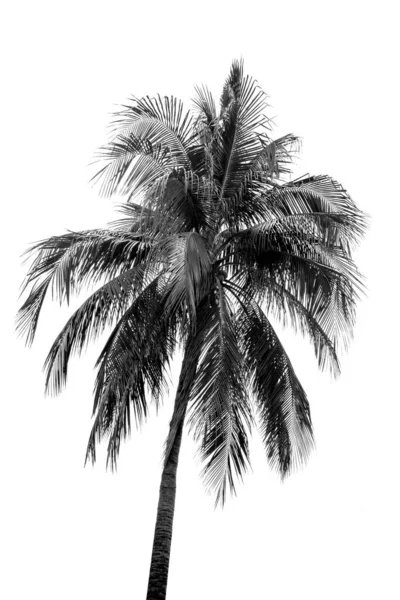 Чорно Біле Листя Пальми Кокосове Дерево Ізольовано Білому Фоні — стокове фото