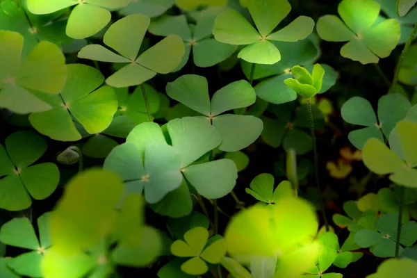 Closeup Green Leaves Blur Background Nature Concept Shamrock Water Clover — Stock Photo, Image