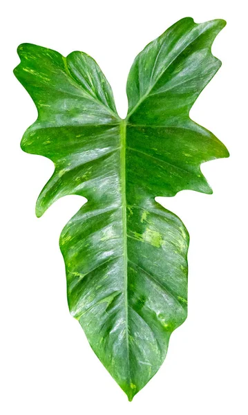 Groene Bladeren Patroon Van Tropische Bladplant Geïsoleerd Witte Achtergrond Omvatten — Stockfoto
