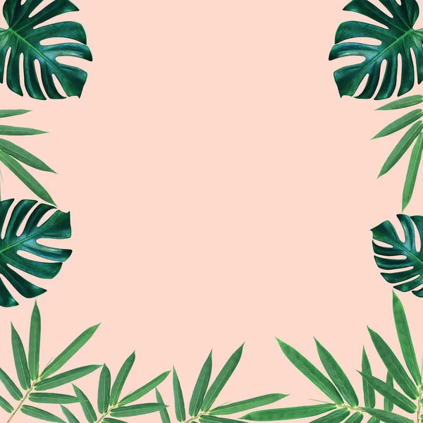 緑のモンスターと竹の葉のパターンは 自然コンセプト ピンクの背景に熱帯の葉 — ストック写真