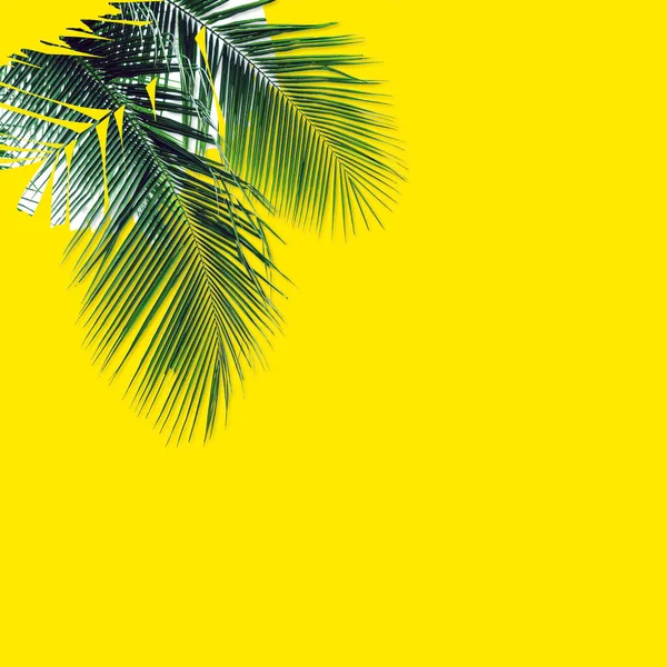 Green palm leaves pattern for nature concept,tropical leaf on yellow background