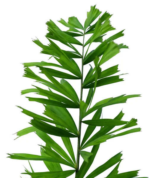 Grünes Blättermuster Tropisches Palmenblatt Isoliert Auf Weißem Hintergrund — Stockfoto