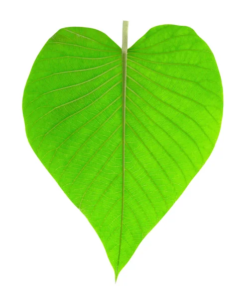 Green Leaves Pattern Isolated White Background Leaf Heart Shaped Include — Stock Photo, Image