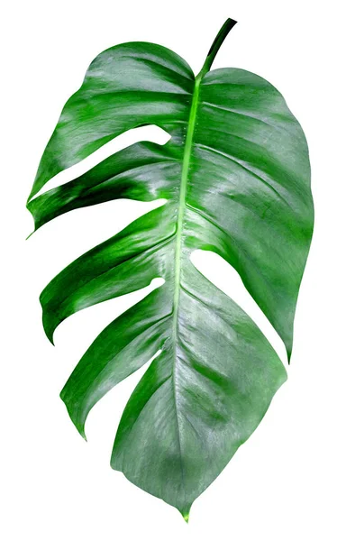 Modèle Feuilles Vertes Feuille Monstera Isolé Sur Fond Blanc Inclure — Photo