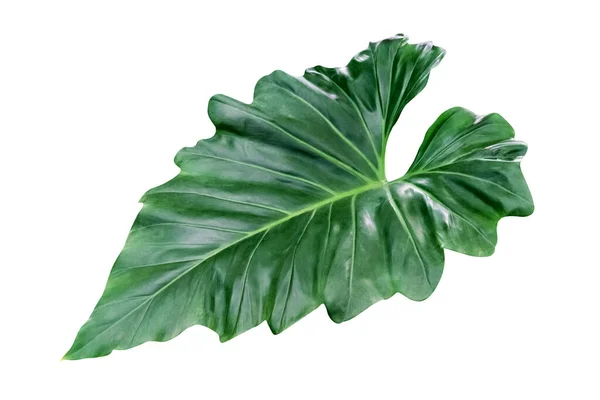 Grüne Blätter Muster Der Tropischen Blattpflanze Isoliert Auf Weißem Hintergrund — Stockfoto