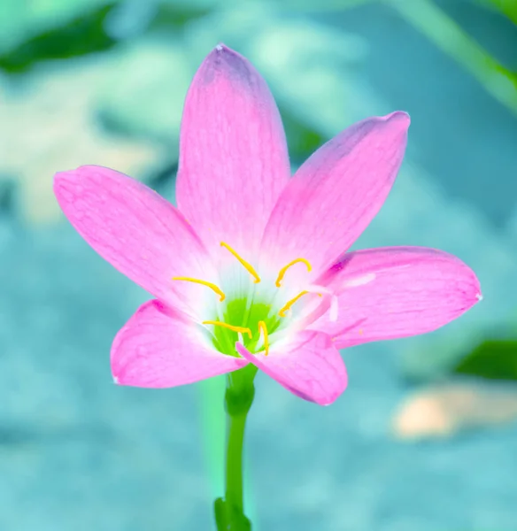 Closeup Pink Flower Blurred Background Zephyranthes Grandiflora — Stock Photo, Image