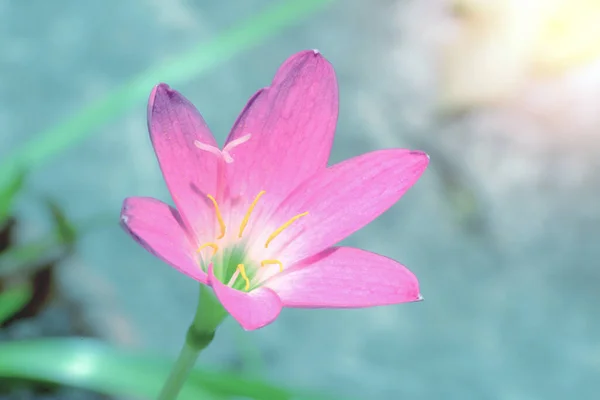 Yakın Plan Pembe Çiçek Bulanık Arka Plan Zephyranthes Görkemli Flora — Stok fotoğraf