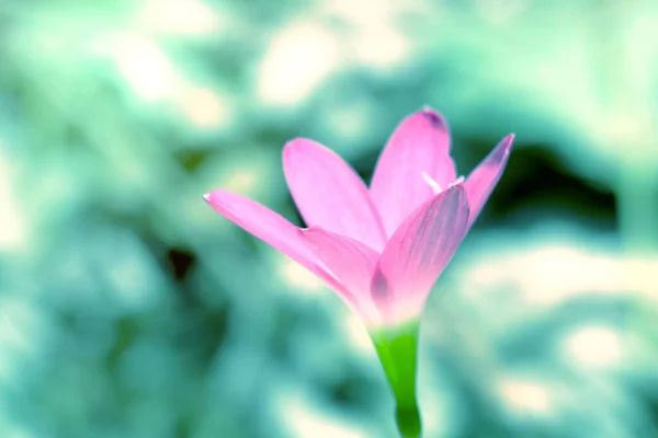Närbild Rosa Blomma Med Suddig Bakgrund Zephyranthes Grandiflora — Stockfoto