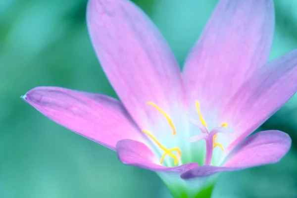 Yakın Plan Pembe Çiçek Bulanık Arka Plan Zephyranthes Görkemli Flora — Stok fotoğraf