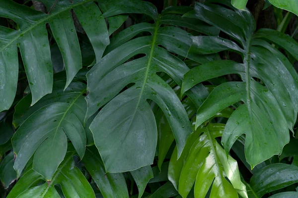 Folhas Verdes Padrão Monstera Folha Floresta Para Fundo Natureza — Fotografia de Stock