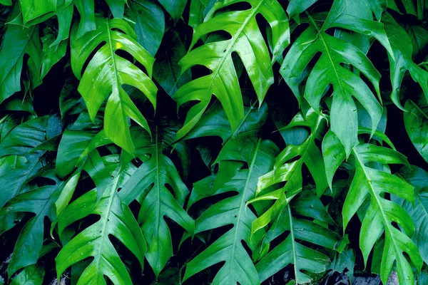 Folhas Verdes Padrão Monstera Folha Floresta Para Fundo Natureza — Fotografia de Stock