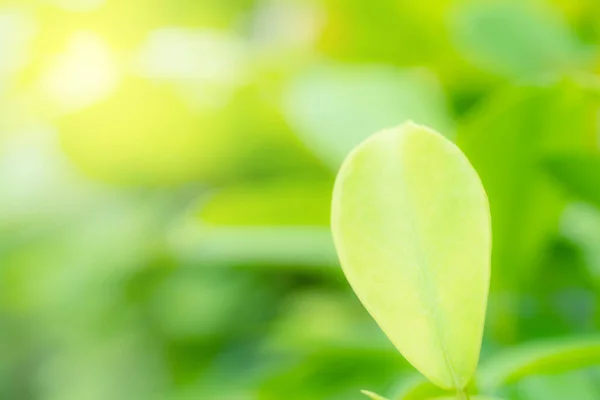 Візерунок Зеленого Листя Концепції Літнього Або Весняного Сезону Текстура Розмивання — стокове фото