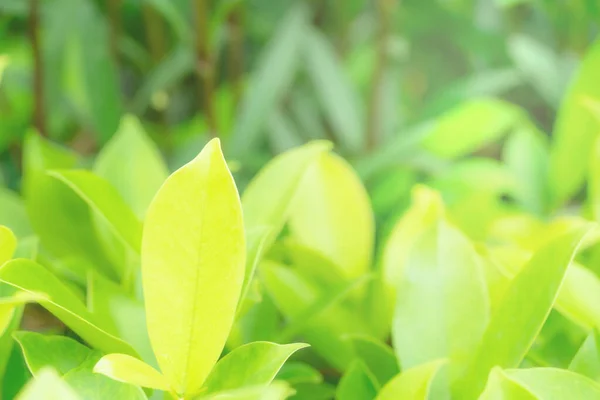 Padrão Folhas Verdes Para Verão Primavera Conceito Temporada Desfoque Folha — Fotografia de Stock