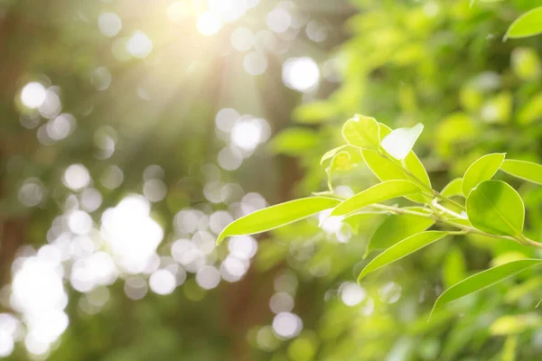 Padrão Folhas Verdes Para Verão Primavera Conceito Temporada Desfoque Folha — Fotografia de Stock