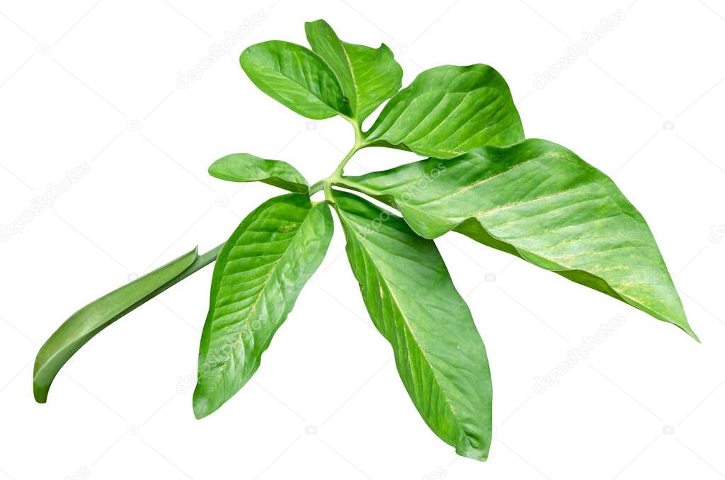 Green leaves pattern,leaf Syngonium podophyllum isolated on white background,include clipping pat