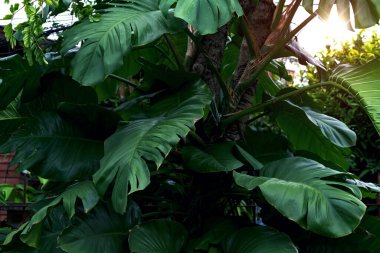 Yeşil yapraklar desen, ormandaki yaprak canavarı doğa geçmişi için.