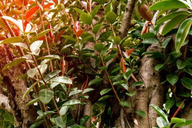 Doğa konsepti için kırmızı kahverengi yapraklar, tropikal bitki yaprağı 