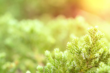 Yaz veya bahar mevsimi konsepti için yeşil yapraklar desen, yaprak bulanık desenli, doğa arka planı