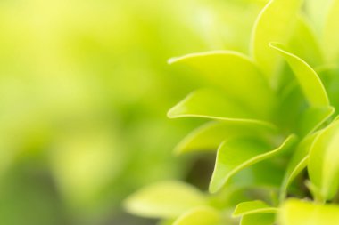 Yaz veya bahar mevsimi konsepti için yeşil yapraklar desen, yaprak bulanık desenli, doğa arka planı