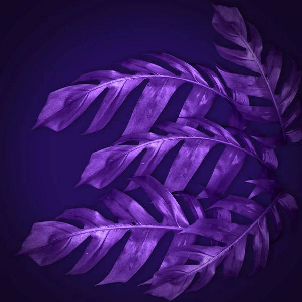 緑のモンスターの葉のパターンは 自然の概念のためのバイオレット 濃い紫色の背景に熱帯の葉を作った — ストック写真