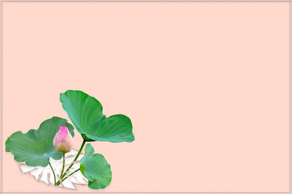 Hermoso Patrón Lirio Agua Rosa Violeta Para Concepto Naturaleza Flor — Foto de Stock