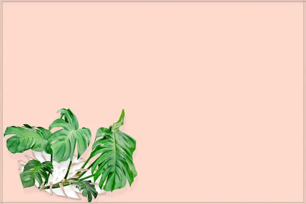 绿叶花纹 在粉红色背景上被隔离的扁桃树 有复制空间 热带叶 — 图库照片