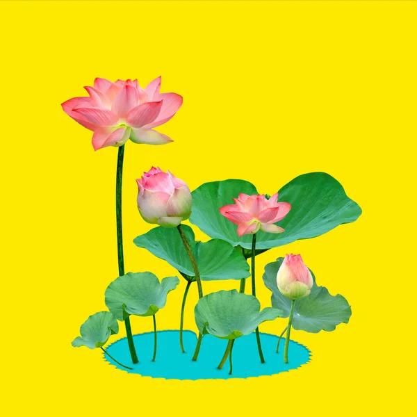 Mooie Violette Roze Waterlelie Patroon Voor Natuur Concept Lotus Bloem — Stockfoto