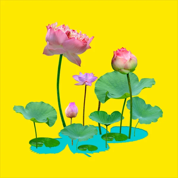 Vacker Violett Rosa Vatten Lilja Mönster För Naturen Koncept Lotus — Stockfoto