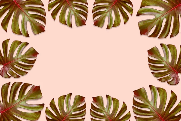 Groen Monstera Bladeren Patroon Zijn Gemaakt Rood Bruin Voor Natuur — Stockfoto